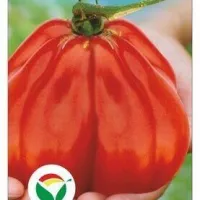 Купить семена Томат Царь Трюфель