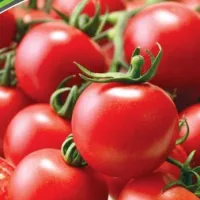 Купить семена Томат Зимняя вишня F1