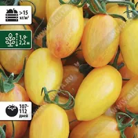 Купить семена Томат Золото Амишей (Amish Gold)