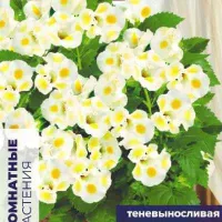 Купить семена Торения Каваи Лемон Дроп
