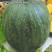 Купить семена тыкву  Витаминная