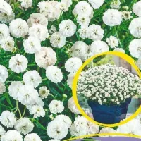 Купить семена Тысячелистник Белый жемчуг
