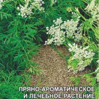 Купить семена Зира (кумин) Римский тмин