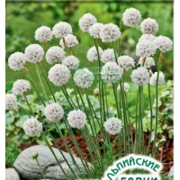 Купить семена Армерия приморская Cнежная армада