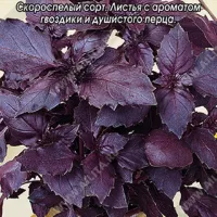 Купить семена Базилик Ереванский