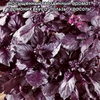 Купить семена Базилик Фиолетовый