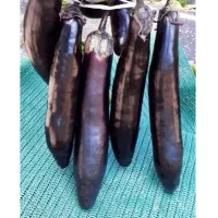 Купить семена Баклажан Король Севера