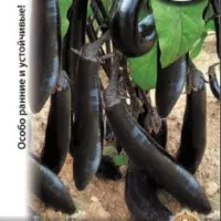 Купить семена Баклажан Король Севера