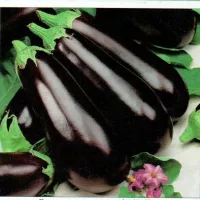 Купить семена Баклажан Рома