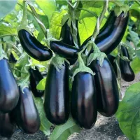 Купить семена Баклажан Эпик