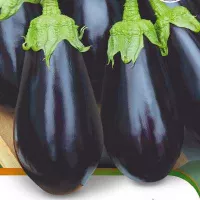 Купить семена Баклажан Эпик