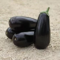 Купить семена Баклажан Эпик