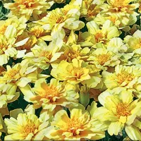 Купить семена Бархатцы низкорослые Алюмия ванильно-кремовые