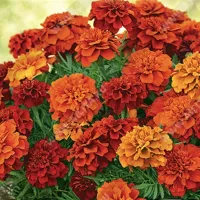 Купить семена Бархатцы Хамелеон Файерболл