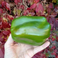 Купить семена Перец сладкий Геркулес F1 Clause