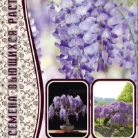 Купить семена Глициния Китайская бонсай