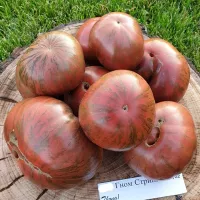 Купить семена Томат Гном Стринги