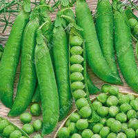 Купить семена Горох ползунок