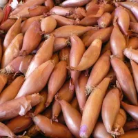 Купить семена Лук шалот Деликатес