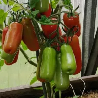 Купить семена Томат Дрова