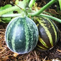 Купить семена Дыня Вьетнамская Подарок дедушки Хо ши мина