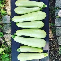 Купить семена Кабачок Кавили