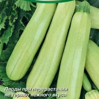 Купить семена Кабачок Кавили