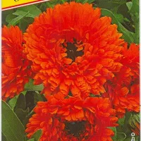 Купить семена Календула красная Ред виз блэк центр махровая