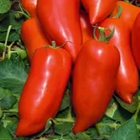 Купить семена Томат Корнабель