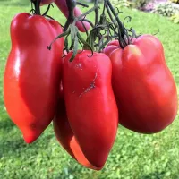 Купить семена Томат Корнабель