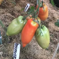 Купить семена Томат Корнабель