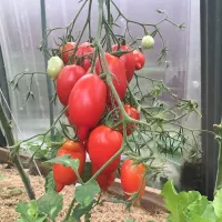 Купить семена Томат Легенда Тарасенко