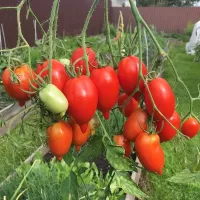 Купить семена Томат Легенда Тарасенко