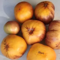 Купить семена Томат Мечта Алисы