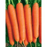Морковь нантская