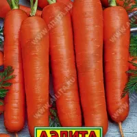 Морковь нантская