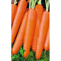 Купить семена Морковь Самсон