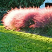 Купить семена Злаковые Мюленбергия волосовидная