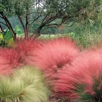 Купить семена Злаковые Мюленбергия волосовидная