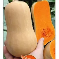 Купить семена тыкву Ореховое масло