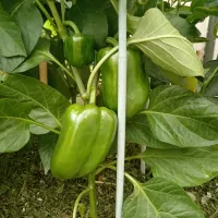 Купить семена Перец сладкий Геркулес F1 Clause