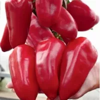 Купить семена Перец сладкий Петровчанка