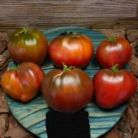 Купить семена Томат Гном Пурпурное сердце