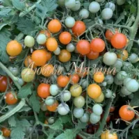 Купить семена Томат Летнее солнце