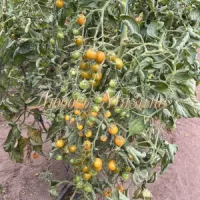 Купить семена Томат Летнее солнце