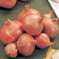 Купить семена Лук шалот Семейный