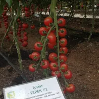 Купить Томат Терек