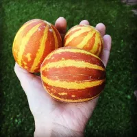 Купить семена Дыня Вьетнамская Подарок дедушки Хо ши мина