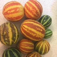 Купить семена Дыня Вьетнамская Подарок дедушки Хо ши мина