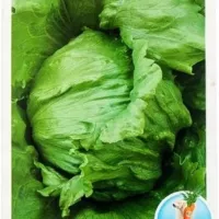 Купить салат Айсберг Арктика